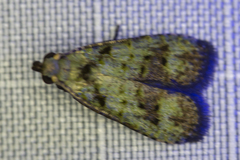Copromorphidae