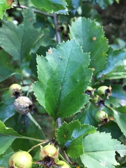 Crataegus pulcherrima
