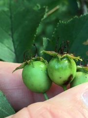 Crataegus pulcherrima