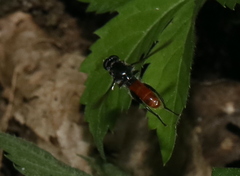 Xylota bicolor
