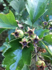 Crataegus pulcherrima
