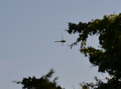 Anax longipes