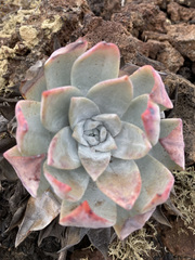Dudleya anthonyi