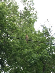 Turdus pilaris