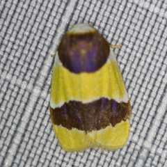 Heterallactis