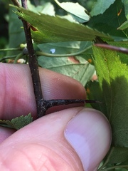 Crataegus pulcherrima
