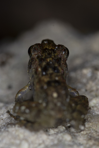 Palau Frog, Cornufer pelewensis