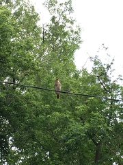 Turdus pilaris