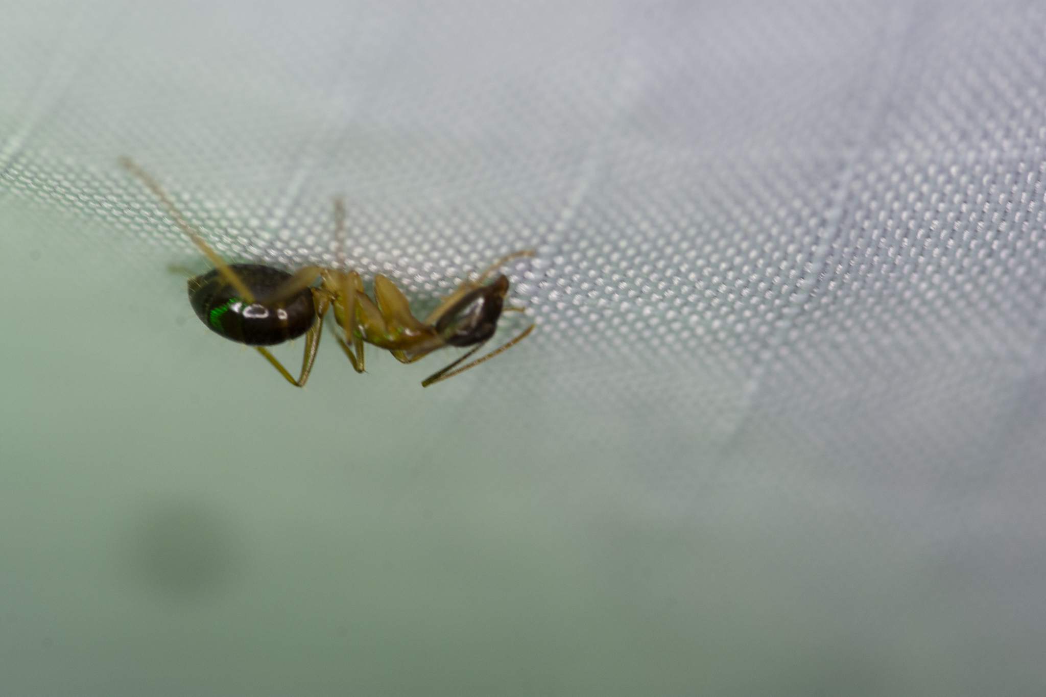 Camponotus kubaryi