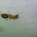 Camponotus kubaryi - Photo (c) Dustin VanOverbeke, μερικά δικαιώματα διατηρούνται (CC BY), uploaded by Dustin VanOverbeke