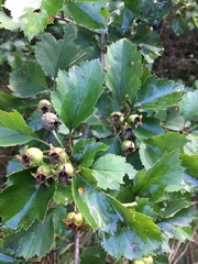 Crataegus pulcherrima