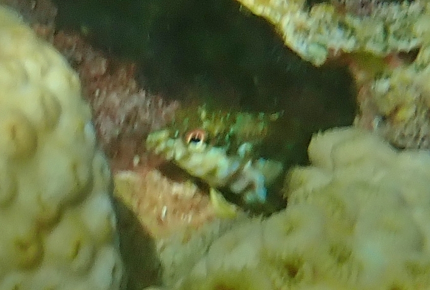 Goldline Blenny from Craig Key, Florida 33036, USA on June 18, 2022 at ...