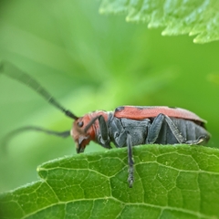 Tetraopes tetrophthalmus