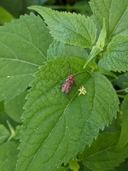 Tetraopes tetrophthalmus