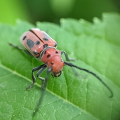 Tetraopes tetrophthalmus