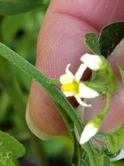 Solanum nigrum