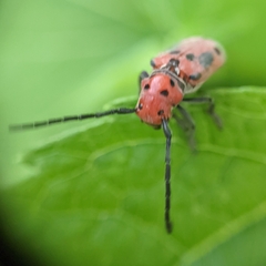 Tetraopes tetrophthalmus