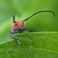 Tetraopes tetrophthalmus