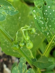 Solanum nigrum