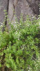 Galium productum