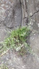 Galium productum