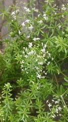 Galium productum