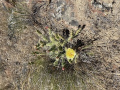 Opuntia × columbiana