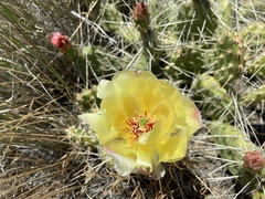 Opuntia × columbiana
