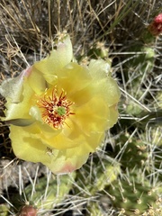 Opuntia × columbiana