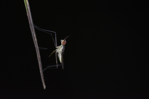 Telostylinus gressitti, 2022-05-17