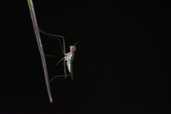 Telostylinus gressitti