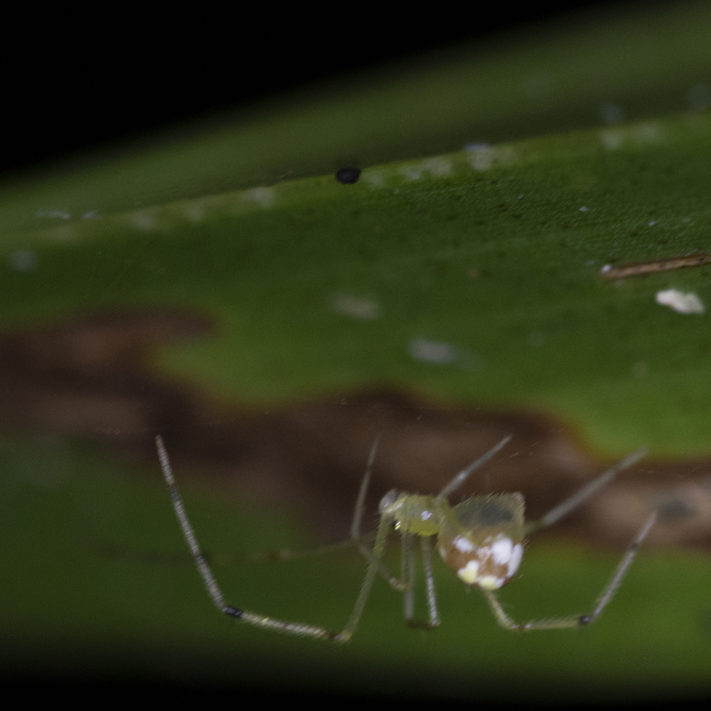 Cobweb Spiders from Koska, Peleliu, Palau on May 17, 2022 at 03:55 AM ...