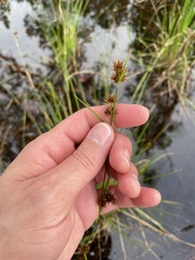 Rhynchospora cephalantha