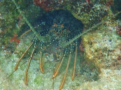Panulirus guttatus