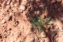 Ipomopsis longiflora