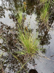 Rhynchospora cephalantha