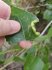 Pemphigus populivenae