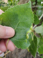 Pemphigus populivenae