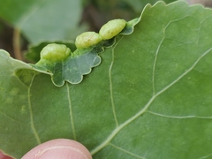 Pemphigus populivenae