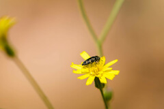 Acmaeodera tubulus