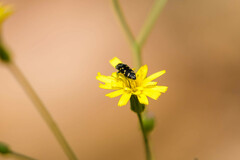 Acmaeodera tubulus