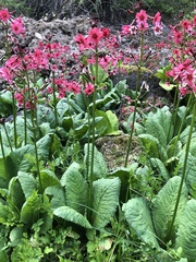 Primula japonica