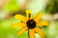 Acmaeodera tubulus