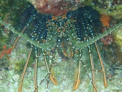 Panulirus guttatus
