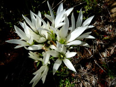 Gentianella stellata