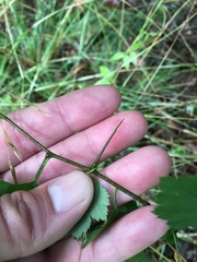 Crataegus pulcherrima