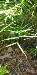 Vicia venosa