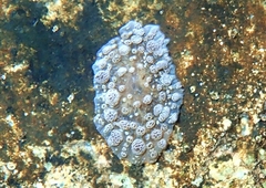 Bunodeopsis globulifera
