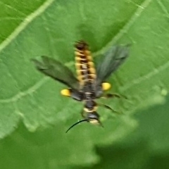 Trypherus frisoni