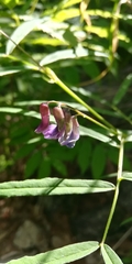 Vicia venosa